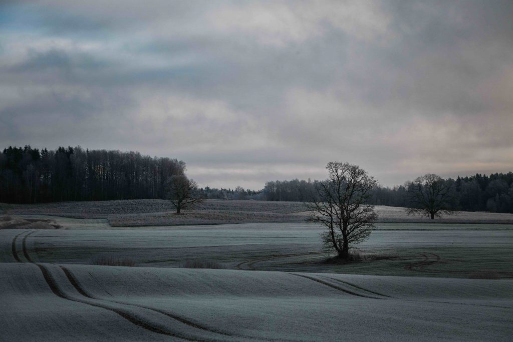 trees with no leaves in autumn on a farming field on a cloudy grey day with tracktor trails
